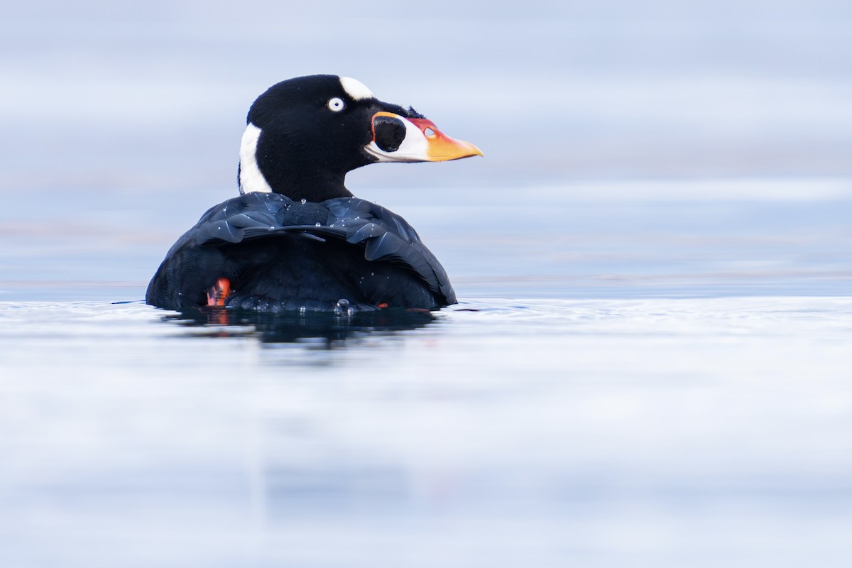 Surf Scoter - Jaro Schacht