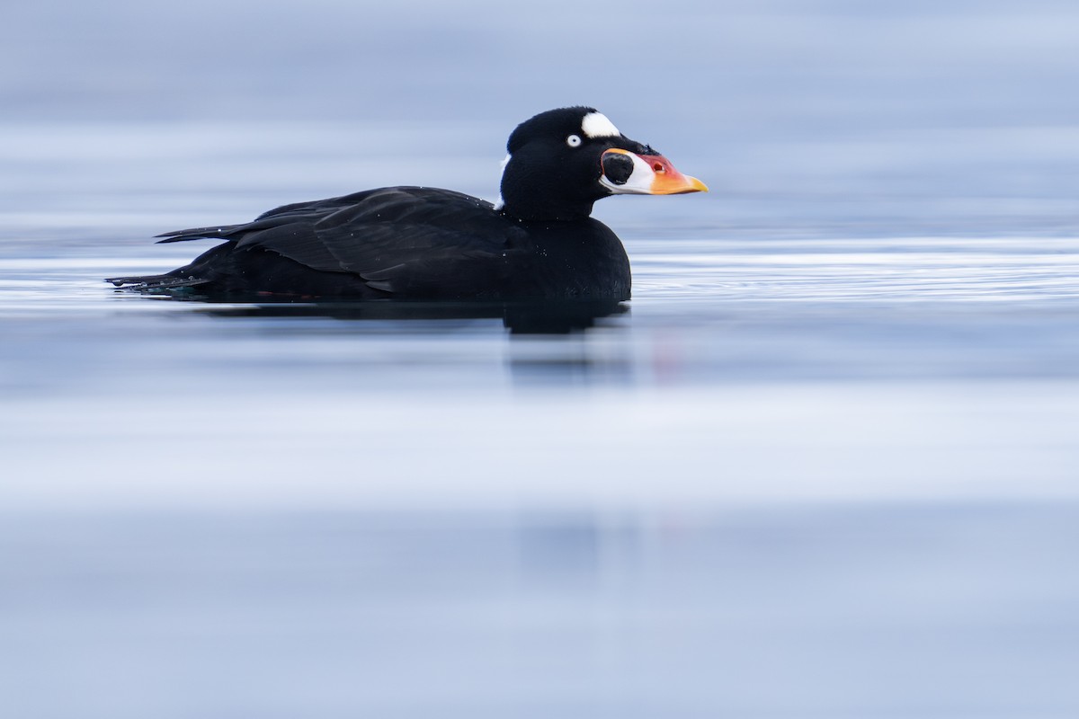 Surf Scoter - Jaro Schacht