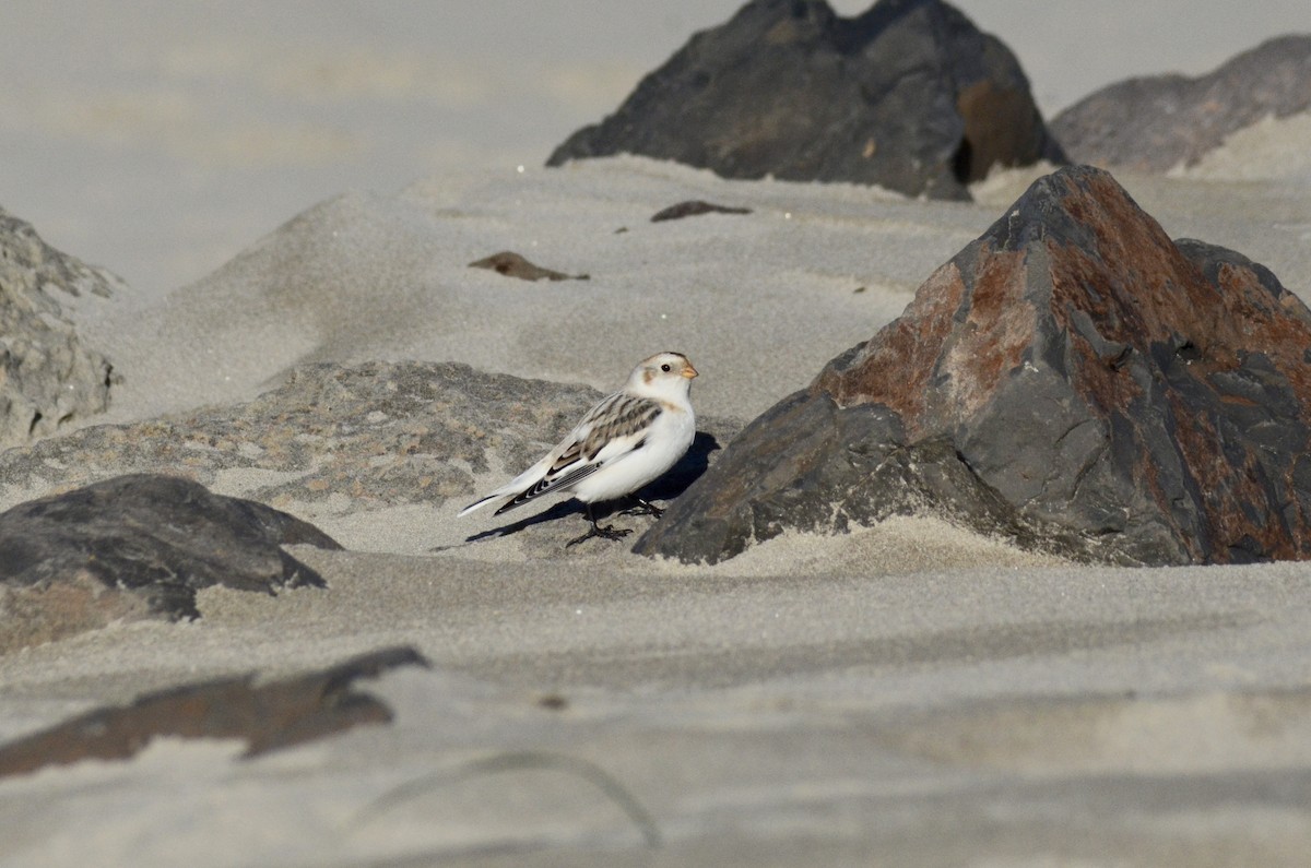 Snow Bunting - ML612112730