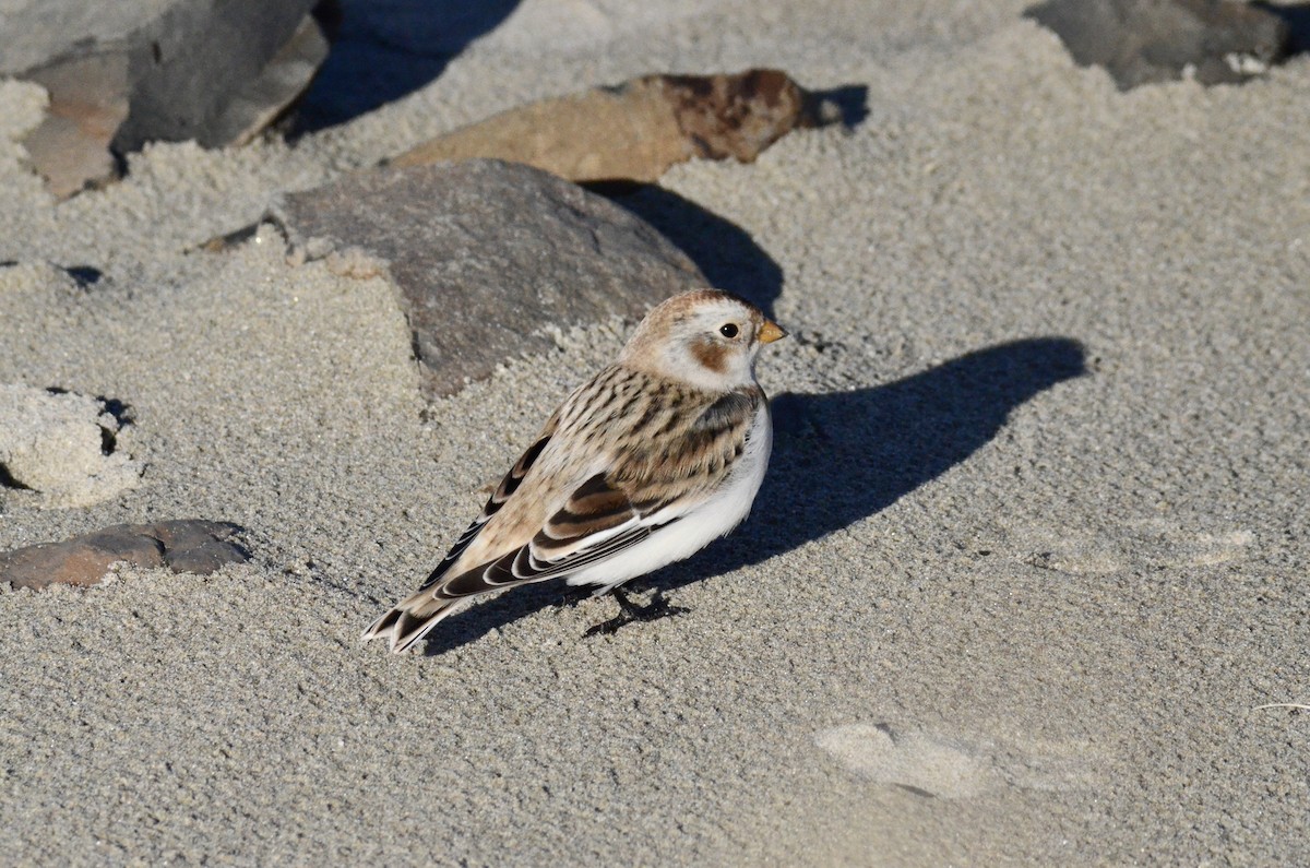 Snow Bunting - ML612112737