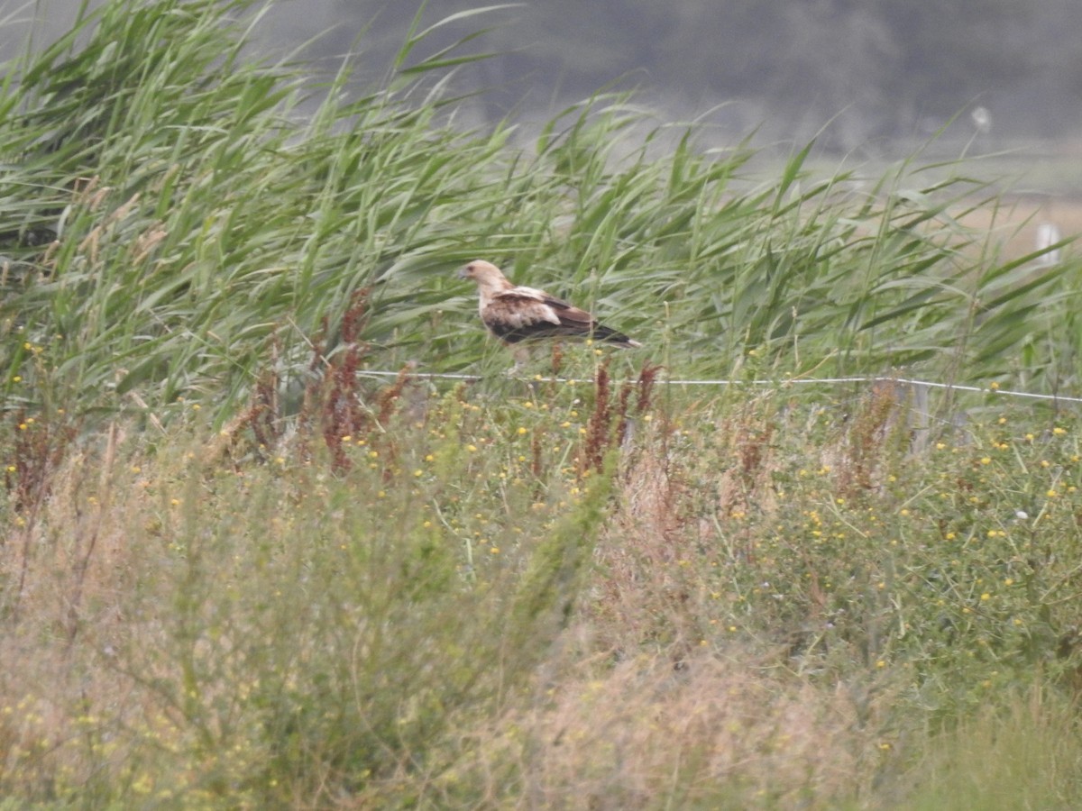 Whistling Kite - Sue Dixon