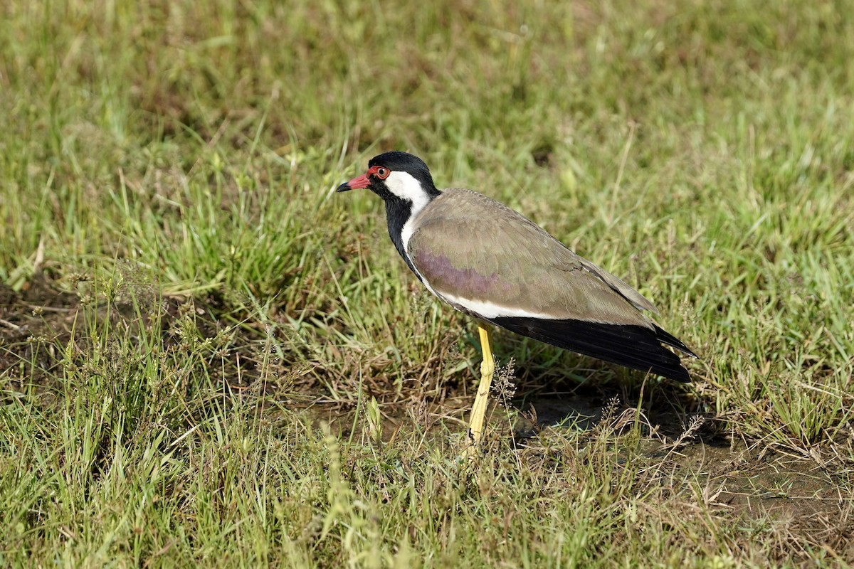 Red-wattled Lapwing - ML612112802