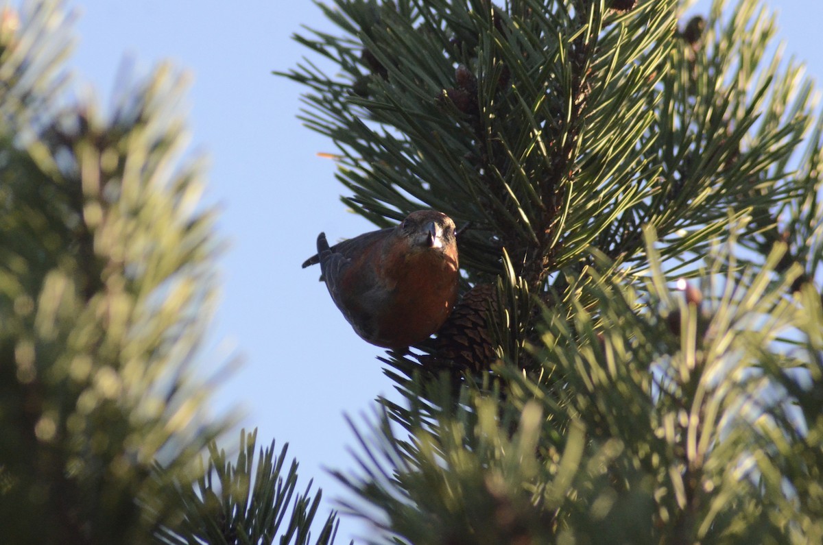 Red Crossbill - Tye Jeske