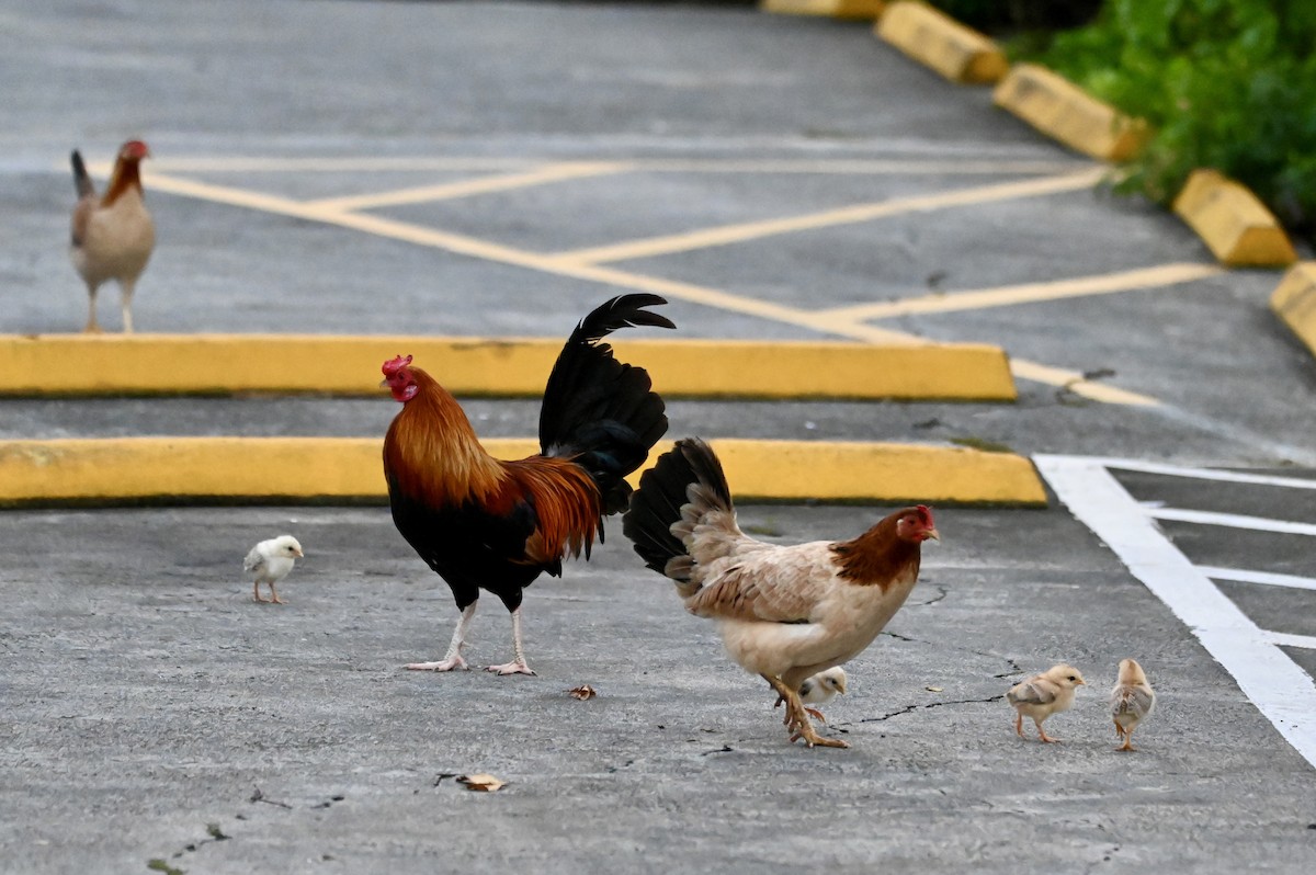 Тэжээмэл тахиа - ML612112978