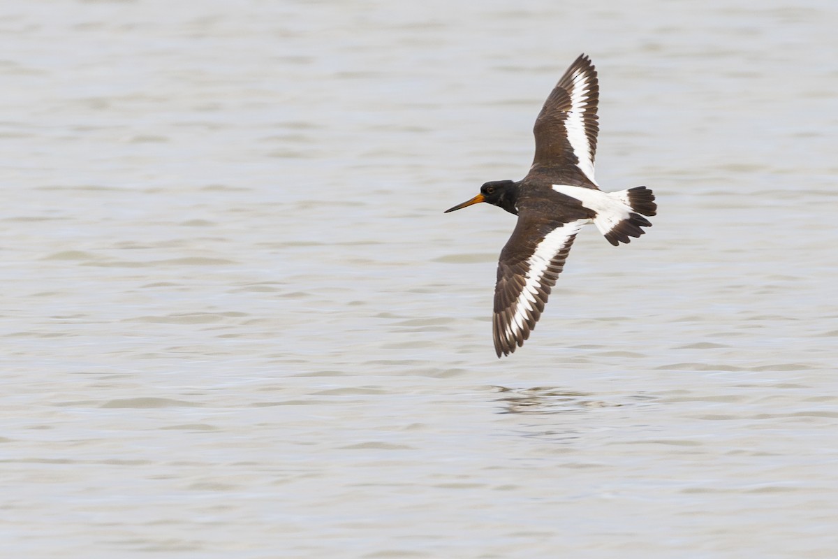 Eurasian Oystercatcher - ML612112987