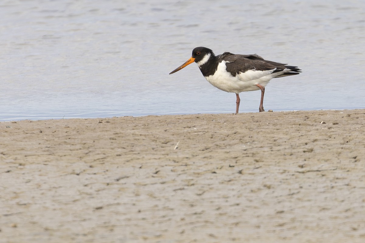 Eurasian Oystercatcher - Pablo Barrena