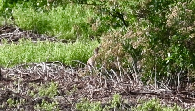 Gray Francolin - Heather Buttonow