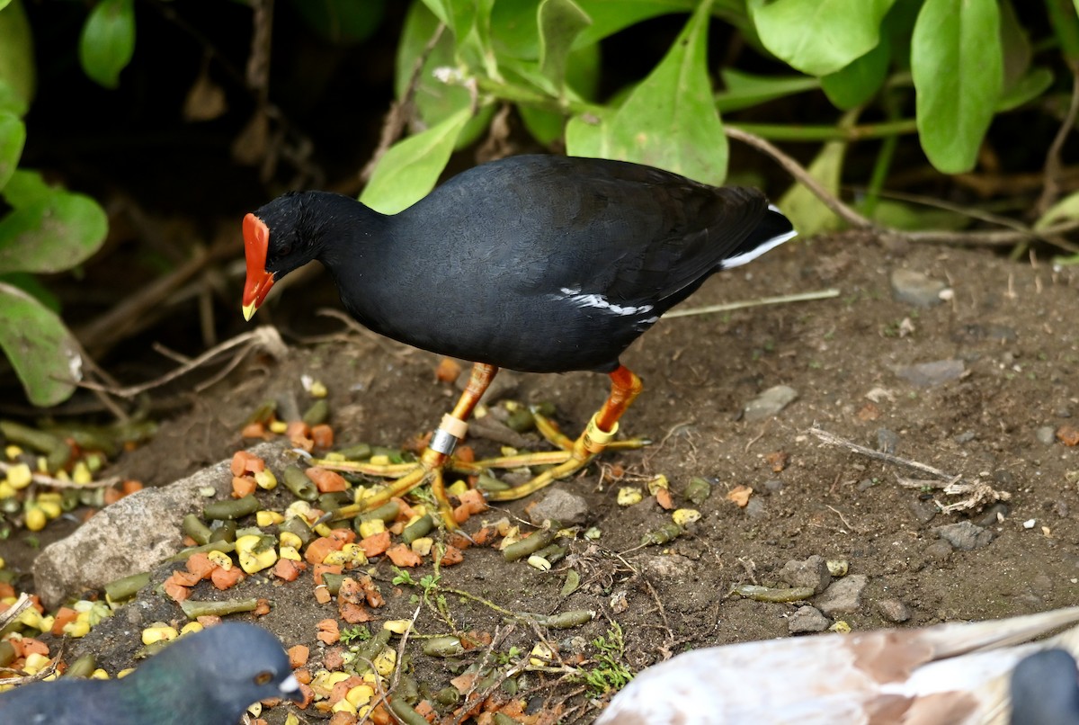 Common Gallinule - ML612113004