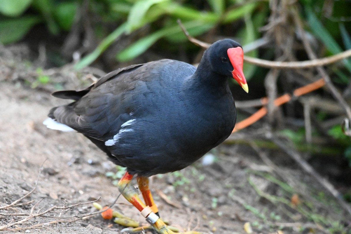 Gallinule d'Amérique - ML612113005