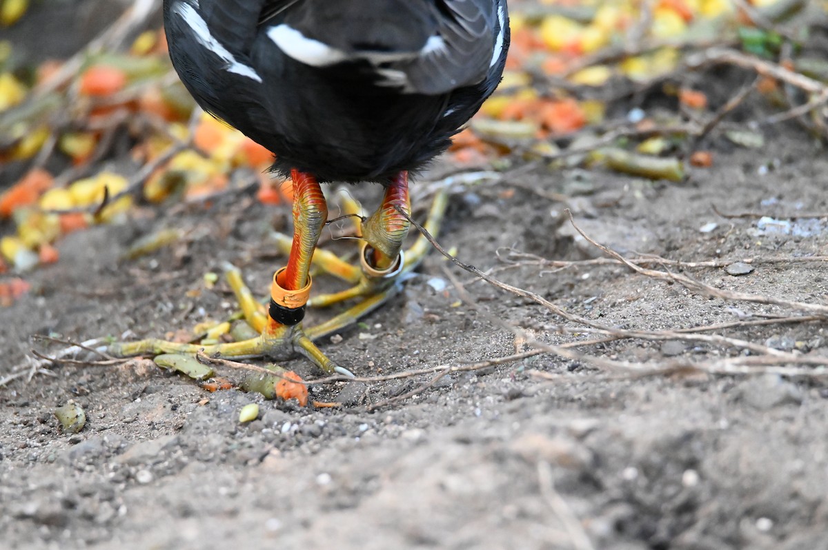 Common Gallinule - ML612113006