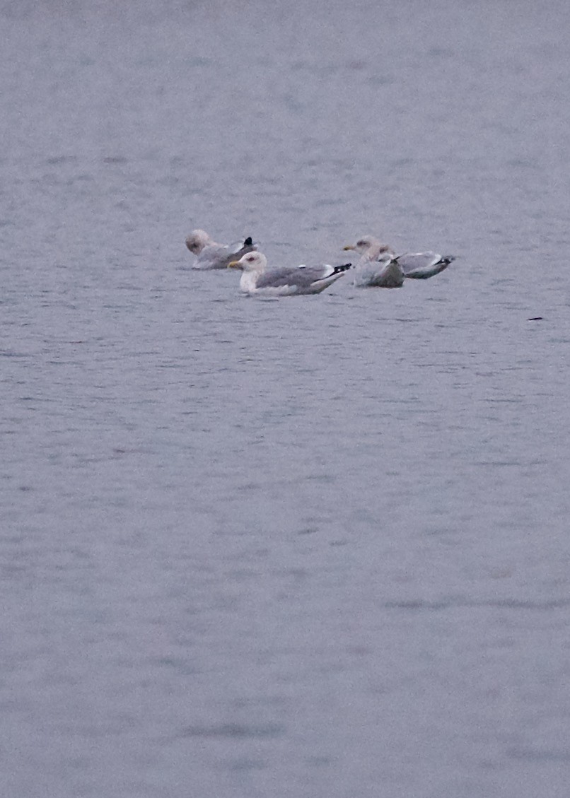 goéland sp. (Larus sp.) - ML612113021