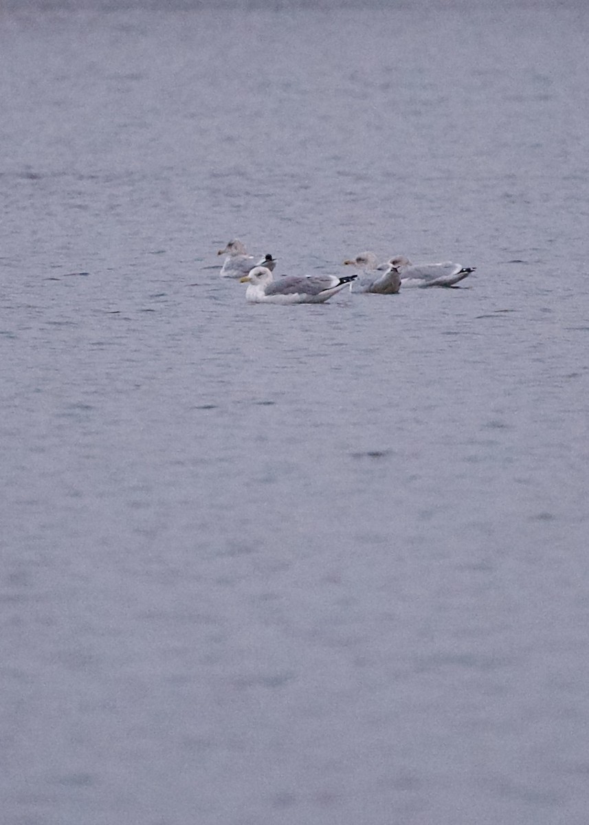 tanımsız Larus sp. - ML612113022