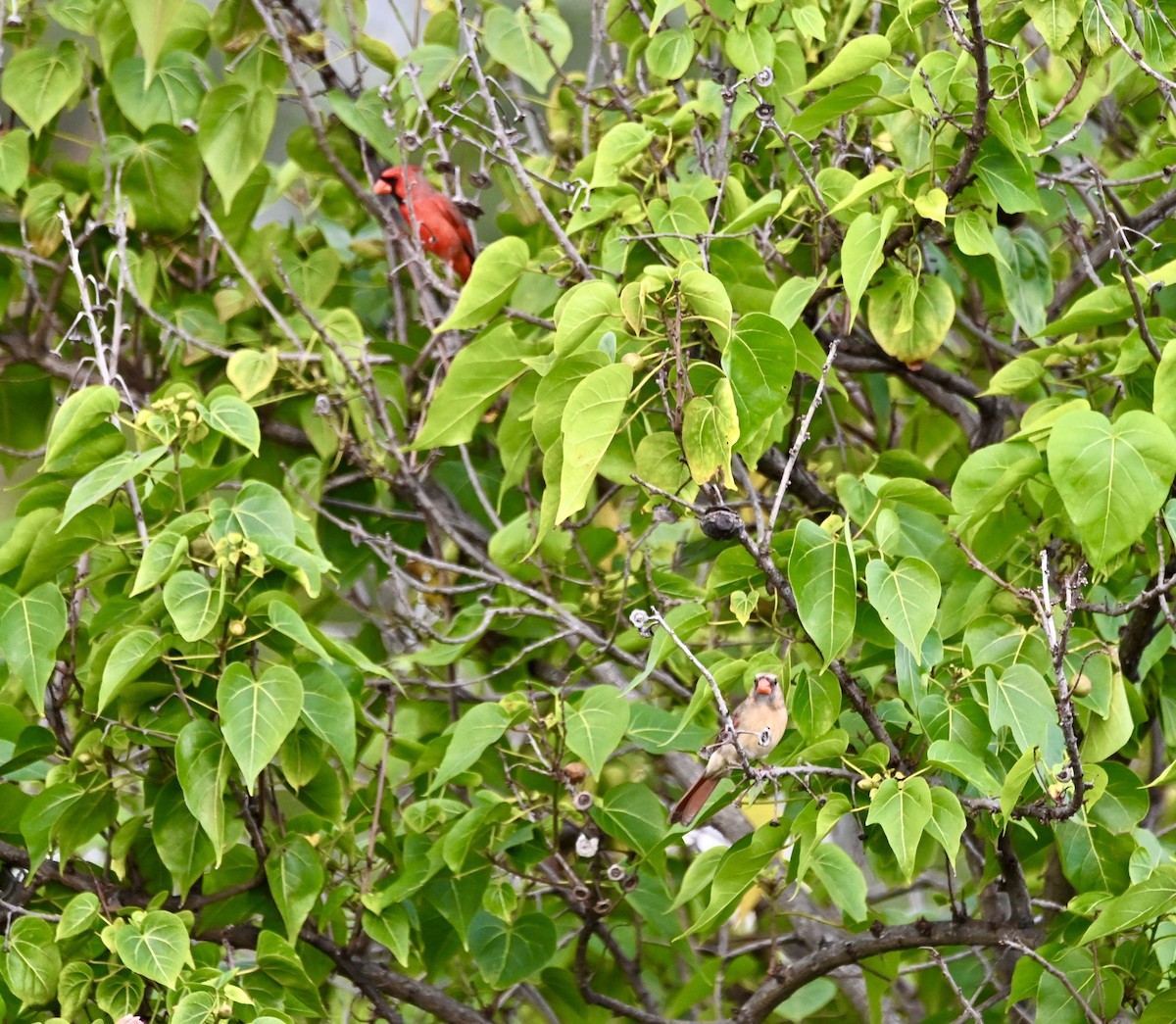 Northern Cardinal - ML612113050
