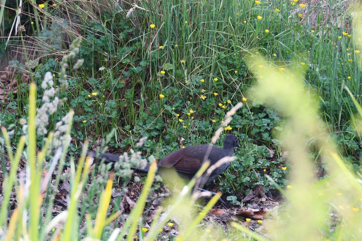 Superb Lyrebird - ML612113132