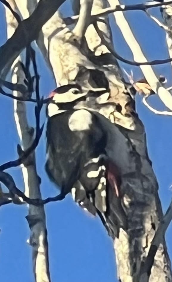 Great Spotted Woodpecker - ML612113143