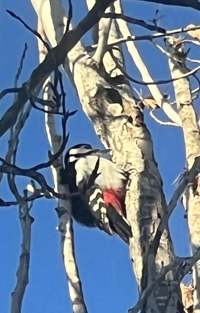 Great Spotted Woodpecker - ML612113144