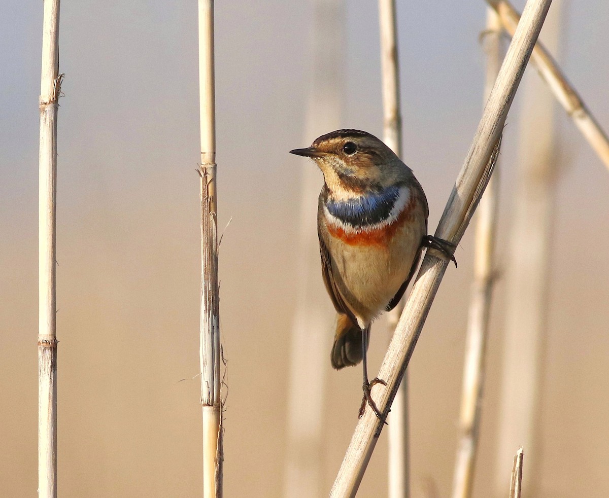 Bluethroat - ML612113222