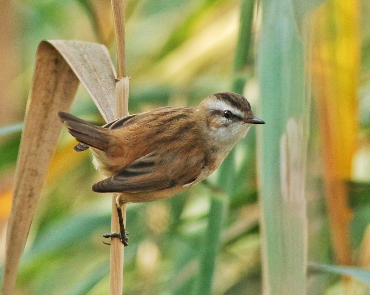 Moustached Warbler - Shayan Behbahani