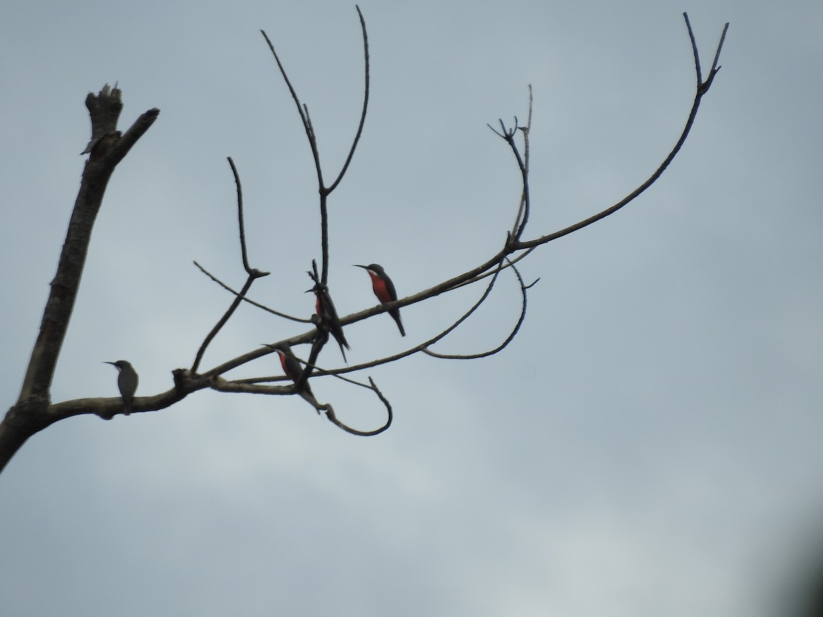 Rosy Bee-eater - ML612113269