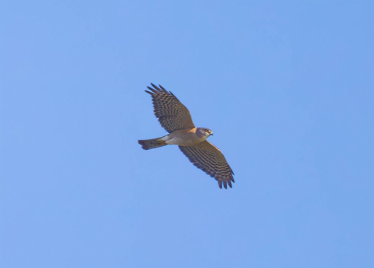 Japanese Sparrowhawk - ML612113293