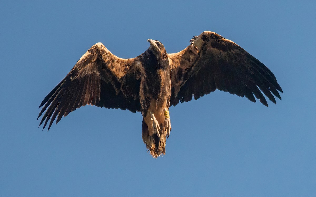 Egyptian Vulture - Andrés  Rojas Sánchez
