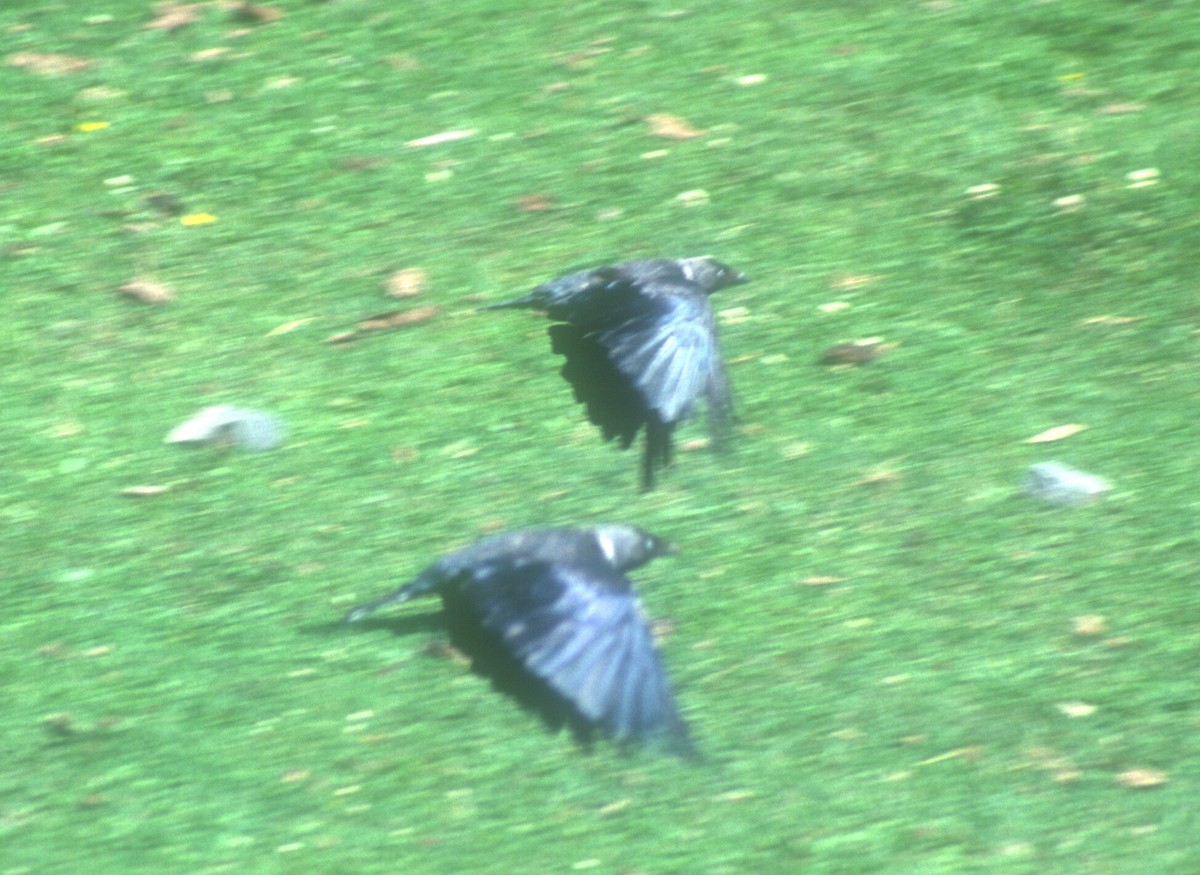 Eurasian Jackdaw - Guy RUFRAY