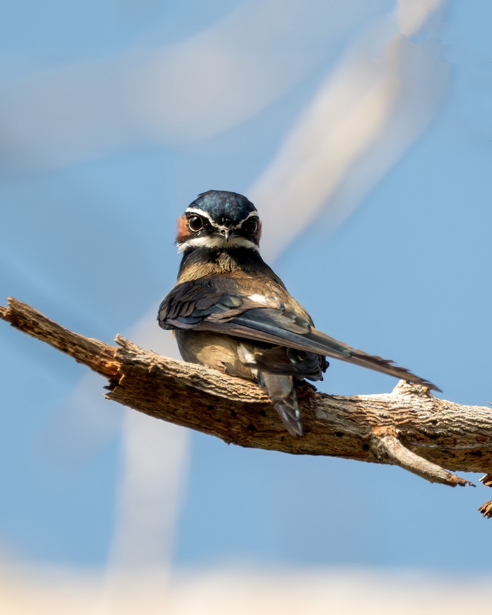 Whiskered Treeswift - ML612113546