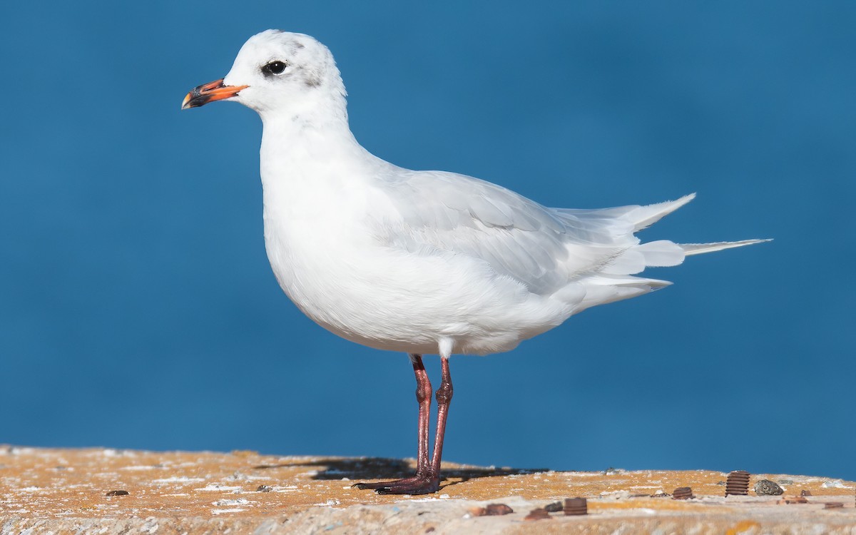 Mouette mélanocéphale - ML612113556