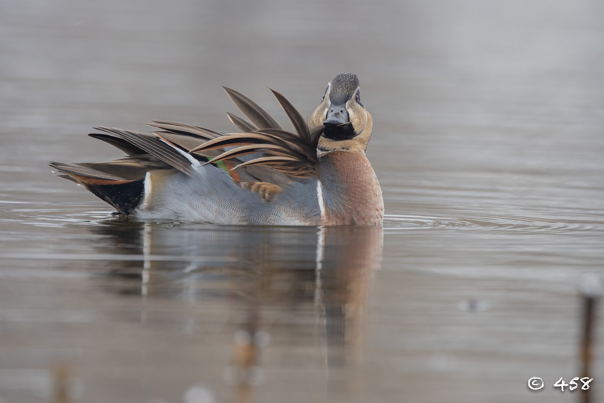 Baikal Teal - ML612113630