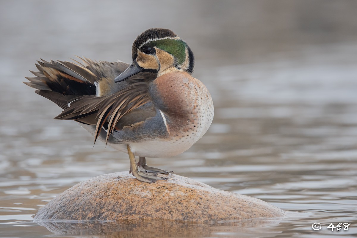 巴鴨 - ML612113639