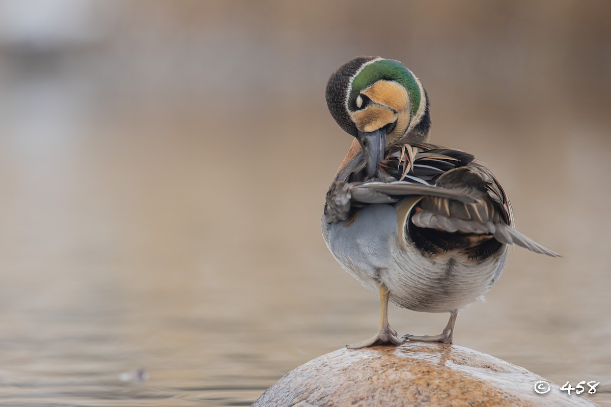 巴鴨 - ML612113652