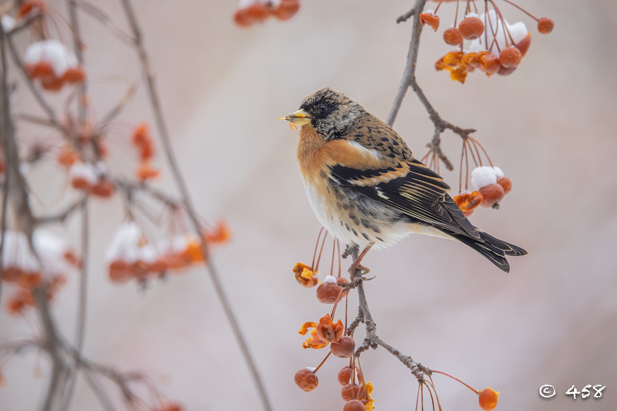 花雀 - ML612113661