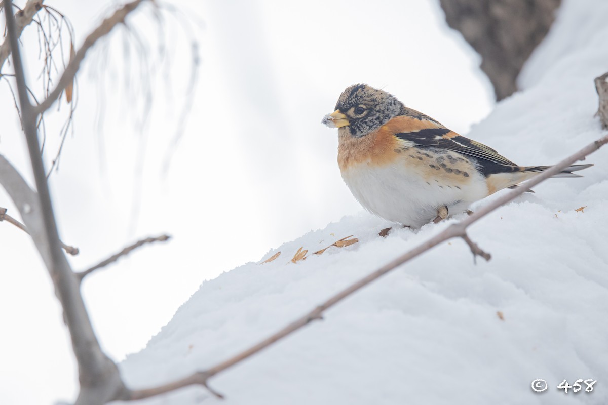 Brambling - 大牙齿 458