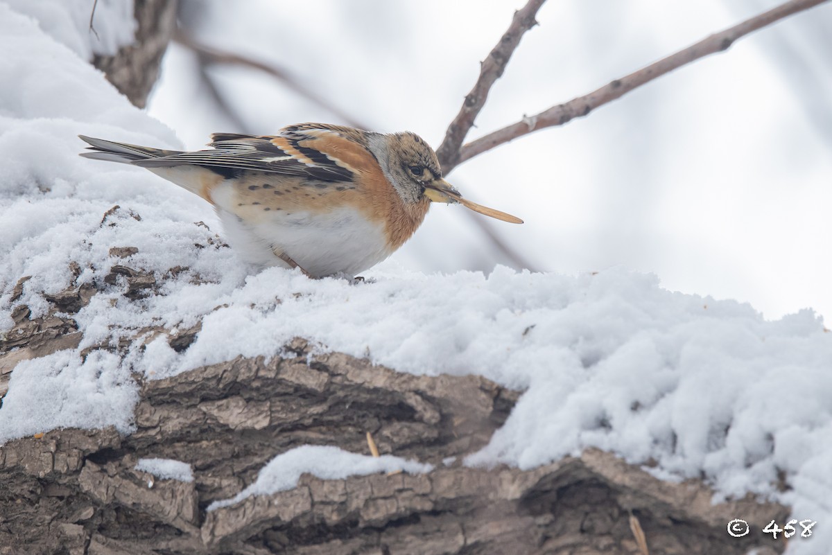 花雀 - ML612113706