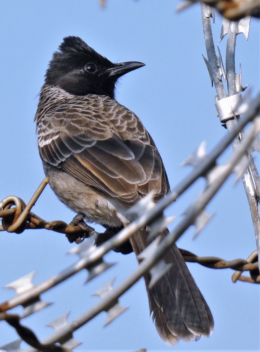 Red-vented Bulbul - ML612113707