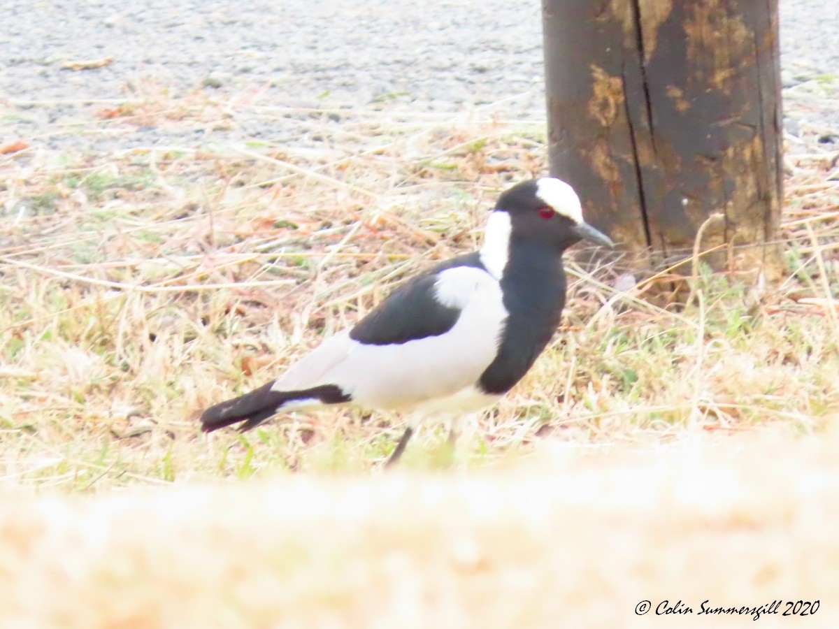 Blacksmith Lapwing - ML612113708