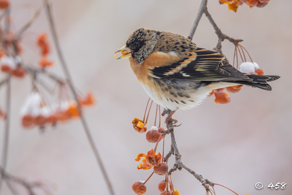 花雀 - ML612113711