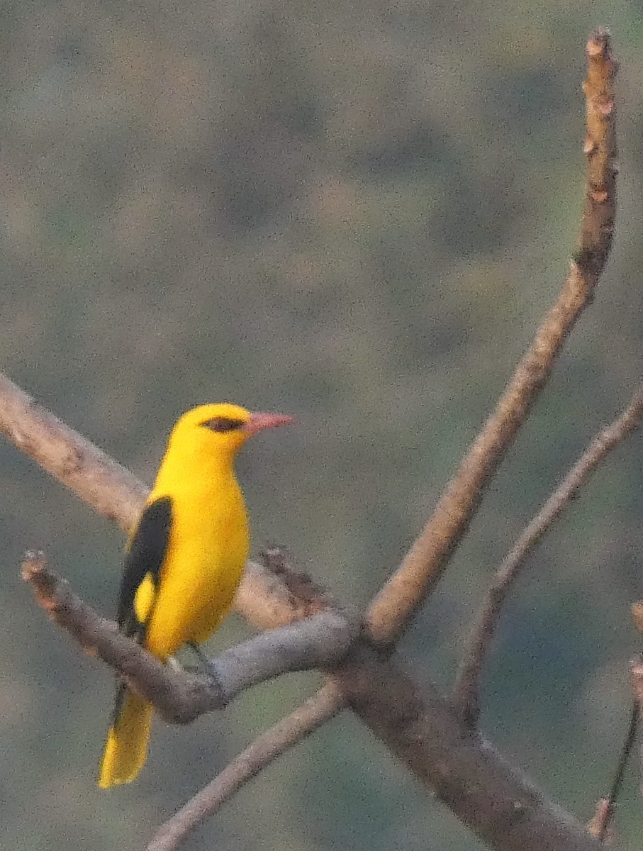 Indian Golden Oriole - ML612113726