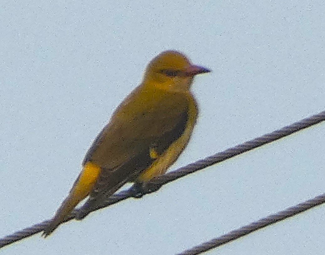 Indian Golden Oriole - ML612113727