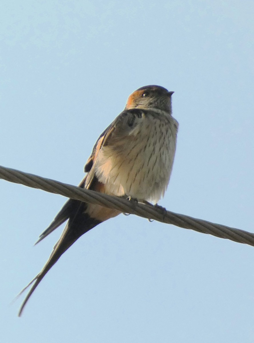 Golondrina Dáurica - ML612113762