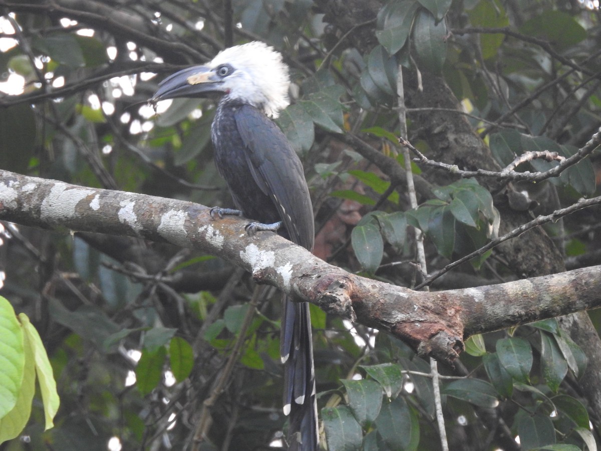 Western Long-tailed Hornbill - ML612113778