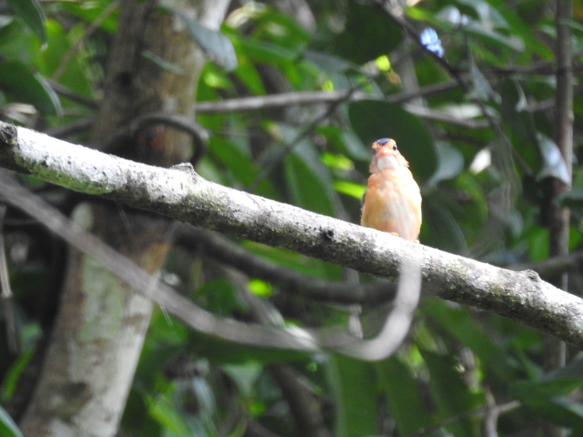 African Dwarf Kingfisher - ML612113802