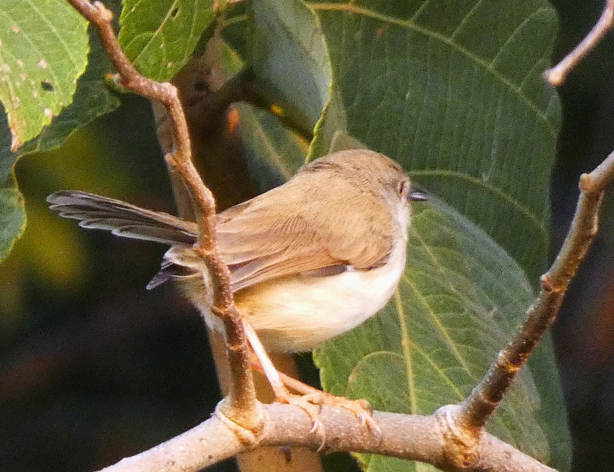 Plain Prinia - ML612113843