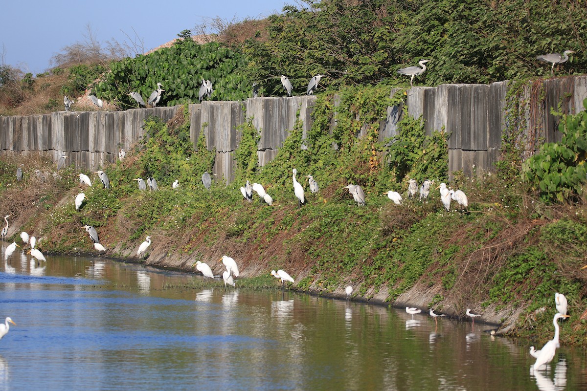 Great Egret - ML612113943