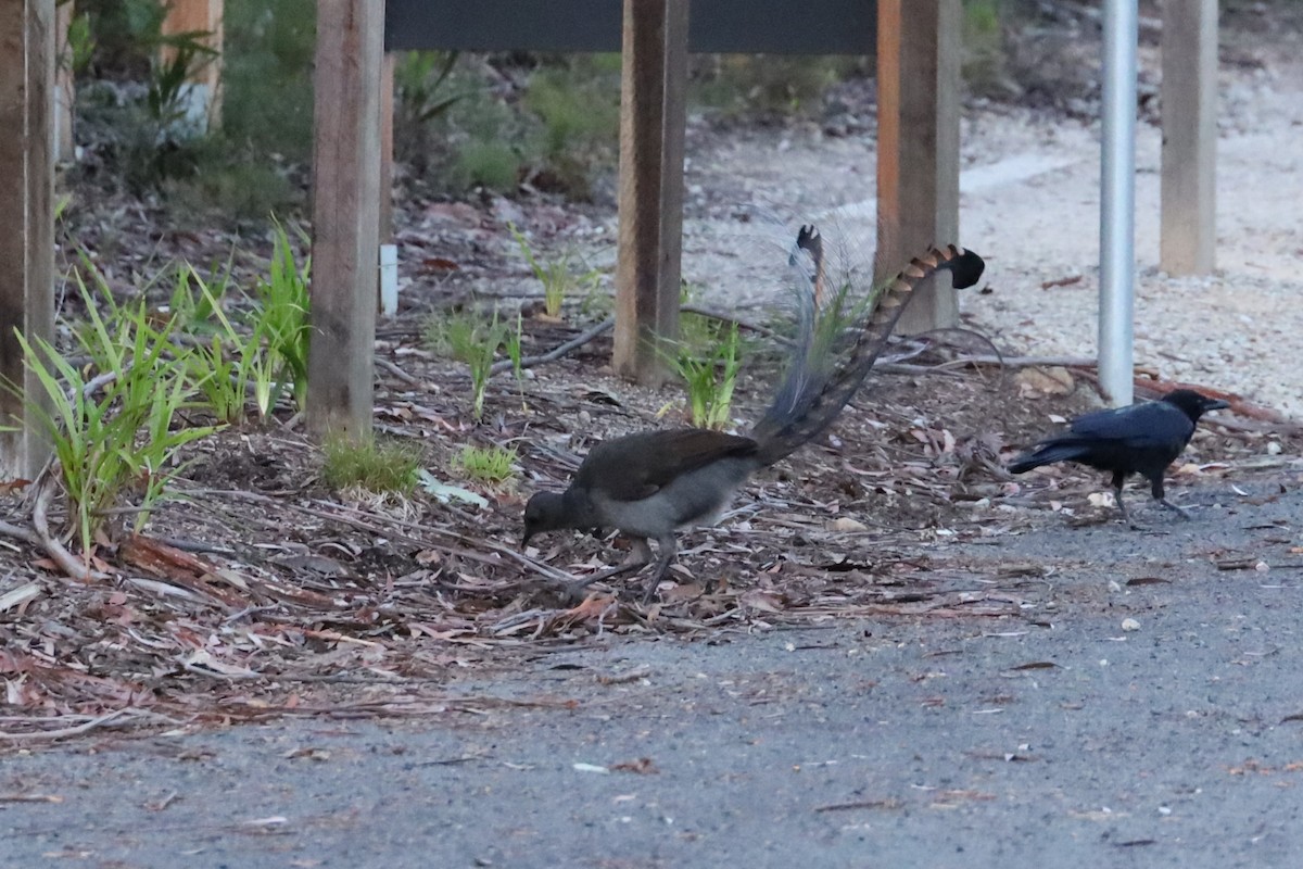 Superb Lyrebird - ML612114071