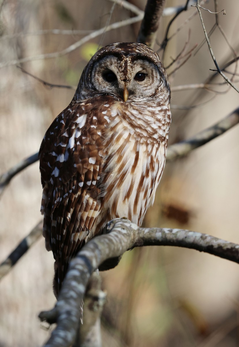 Barred Owl - David Gibson