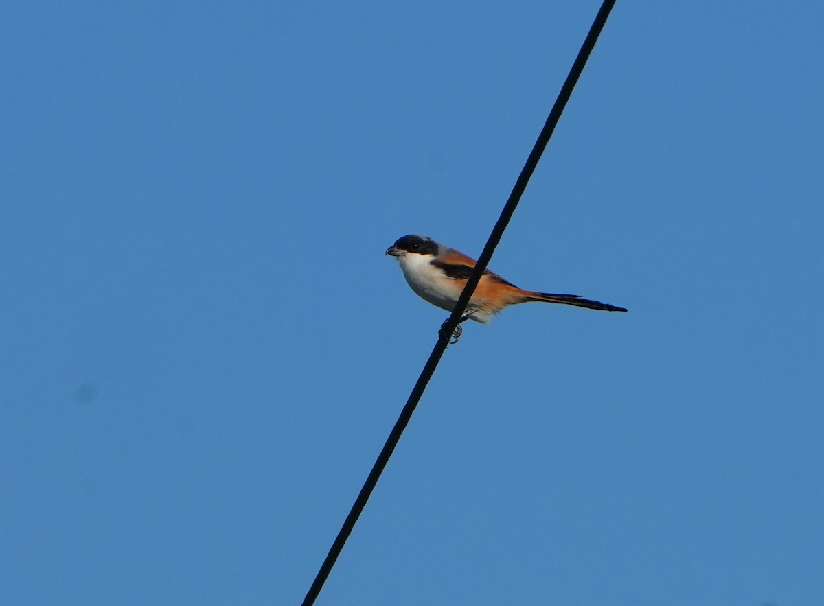 Long-tailed Shrike (schach) - Jack Maynard