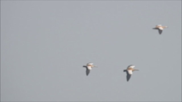 Ruddy Shelduck - ML612114167