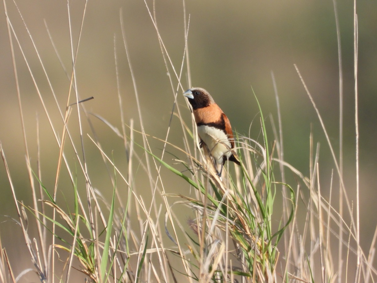 Chestnut-breasted Munia - ML612114222