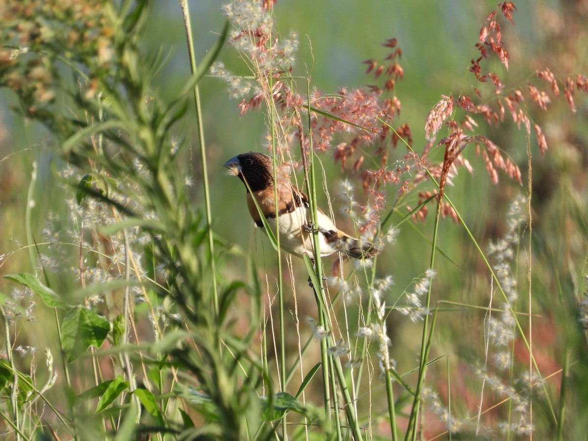 Chestnut-breasted Munia - ML612114223